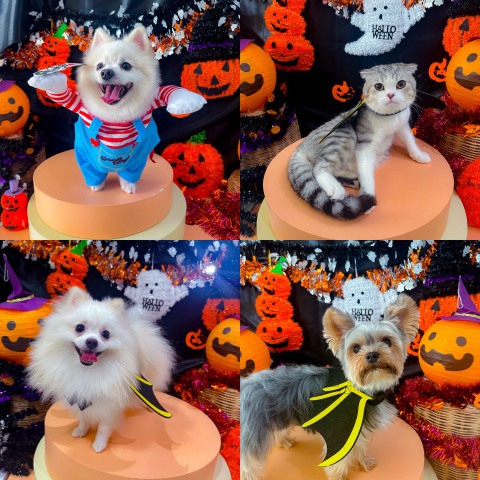 เสื้อผ้าน้องหมาแฟนซี